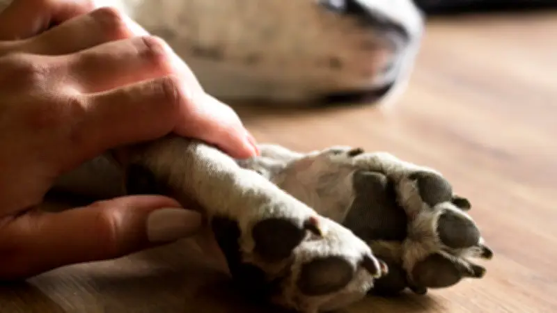 Licencia por duelo de mascota en Colombia: qué dice la ley y el precedente de la Corte