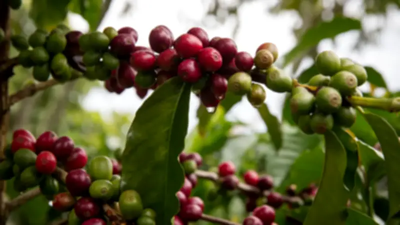 Lluvias intensas amenazan producción y exportación de café colombiano para 2026