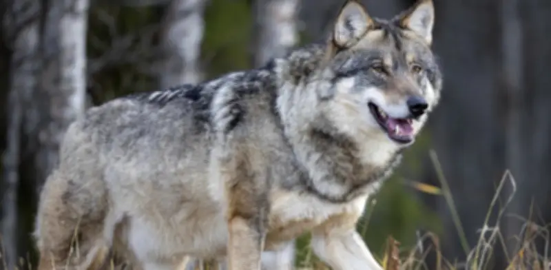 Loba gris reaparece en Los Ángeles tras un siglo: hito en la recuperación de la especie en California
