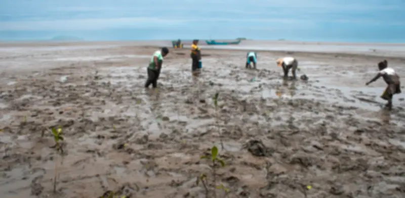 Mangrove Breakthrough: Iniciativa global busca proteger 15 millones de hectáreas de manglares para 2030