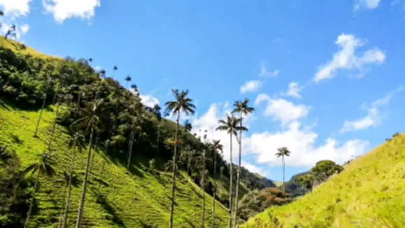 Marulanda, Caldas: El pueblo frío donde la palma de cera reina en majestuosos paisajes
