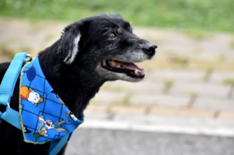 Medellín enfrenta crisis por abandono animal en el centro, con casos como el de Tomy