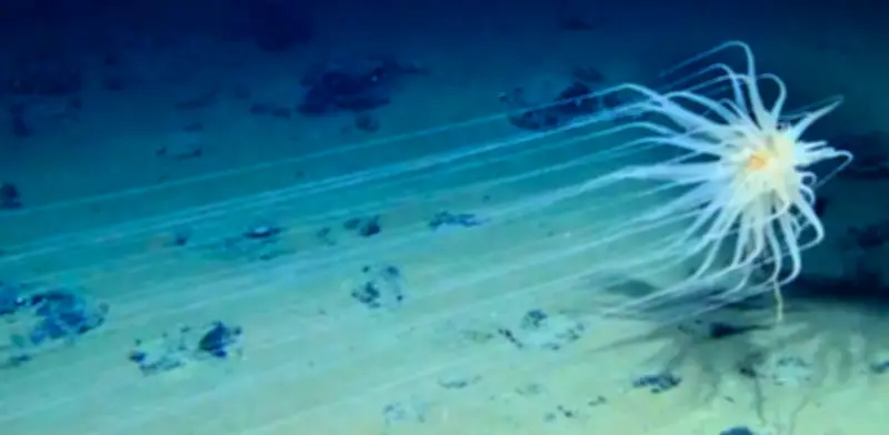 Minería submarina en el Pacífico: la amenaza del níquel y cobalto a la biodiversidad abisal