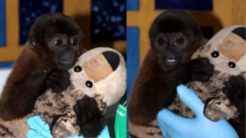 Mono churuco rescatado en Huila inicia rehabilitación tras cautiverio doméstico