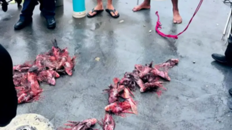 Más de 40 ejemplares de pez león son cazados en aguas de San Andrés Islas