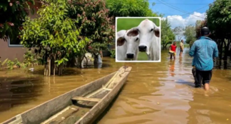 Más de 4.000 reses muertas en inundaciones de Córdoba: crisis ganadera y agrícola