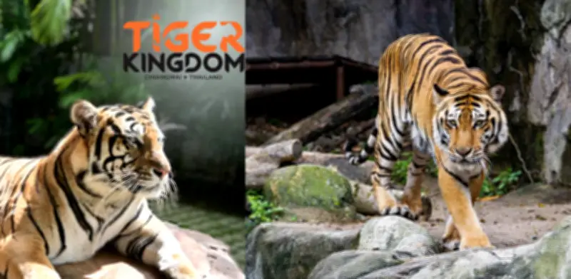 Muerte de 72 tigres en Tailandia revela vulnerabilidad de animales en cautiverio