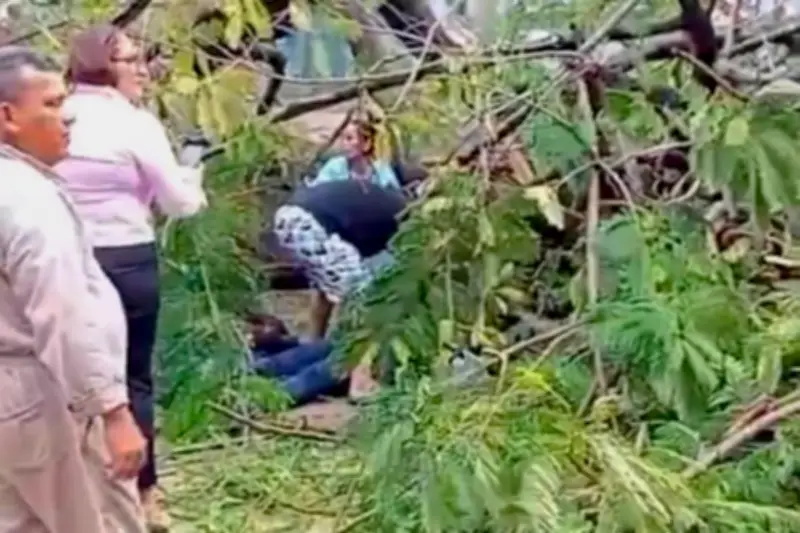 Mujer herida tras caída de árbol en Barranquilla durante fuertes lluvias