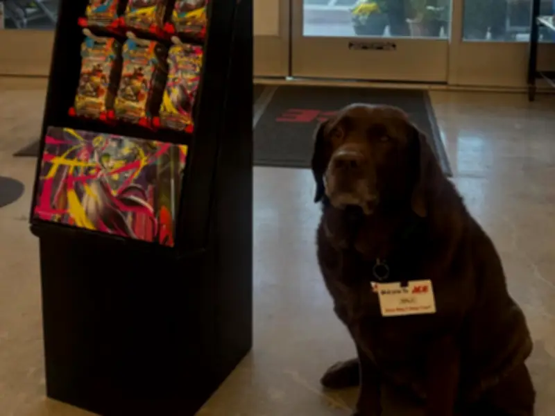 Nala, la labradora que se convirtió en la empleada estrella de una ferretería en California