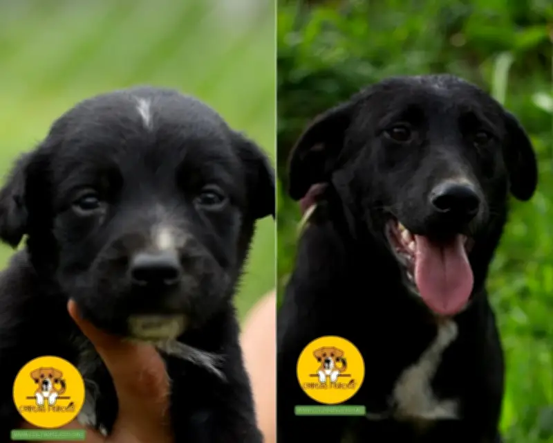 Negro, el perro que lleva cinco años en un refugio sin recibir una sola solicitud de adopción