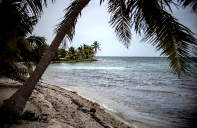 Ola de calor afectó la mitad de arrecifes de coral del mundo, advierte estudio científico