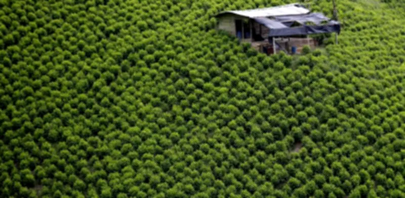 ONU presiona a Colombia para que divulgue informe de cultivos ilícitos de 2024 sin más dilación