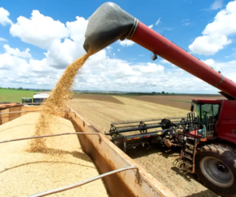 Paraguay proyecta cosecha récord de soja con más de 10 millones de toneladas