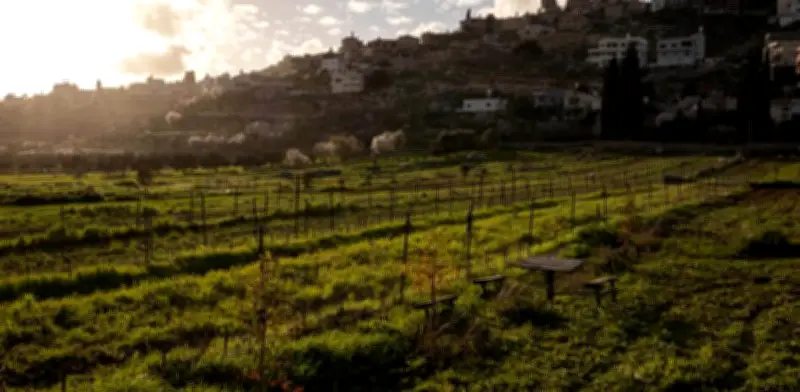 Países árabes y UE condenan plan israelí de registro de tierras en Cisjordania como 'ilegal'