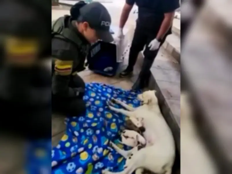 Patrullera de Bucaramanga asiste parto de perrita callejera y salva a ocho cachorros