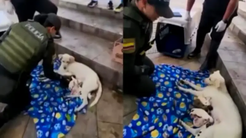 Patrullera de Bucaramanga asistió emotivo parto de perrita callejera y sus ocho cachorros
