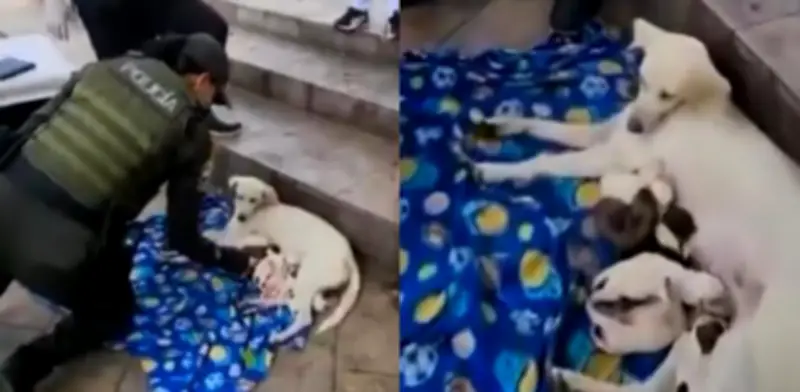 Patrullera de Bucaramanga asistió parto de perrita callejera y rescató a sus ocho cachorros