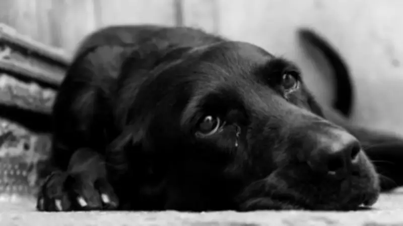 Patrullero amenaza con disparar a perro en Barbosa: Policía alega defensa propia tras mordedura