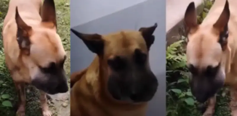 Perrito mordido por serpiente en Ibagué recibe atención veterinaria tras llamado urgente en redes sociales