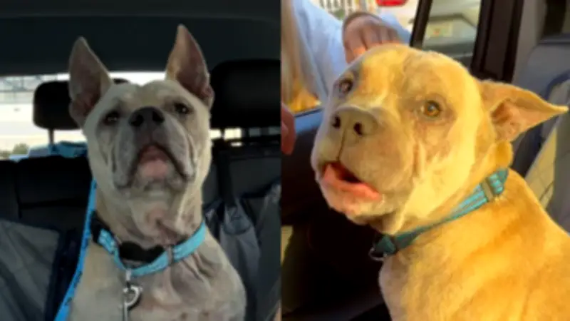 Perrito rescatado 40 minutos antes de eutanasia gracias a publicación en redes sociales