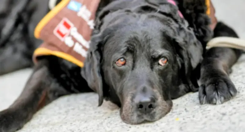 Perro de apoyo judicial acompaña a víctima de violencia de género en juicio histórico en Madrid