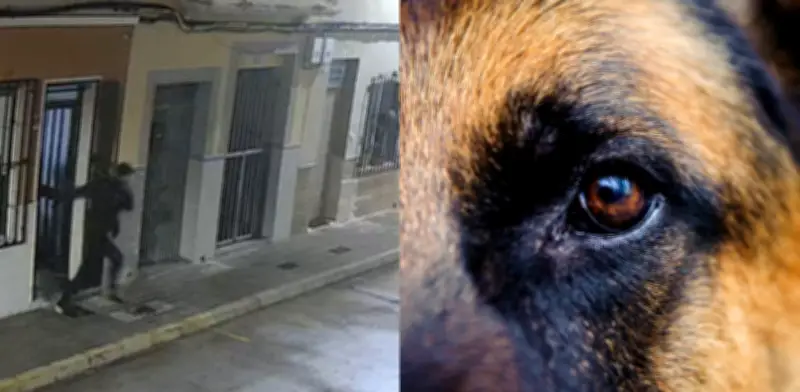 Perro frustra secuestro en España y ayuda a desmantelar red criminal en Valencia