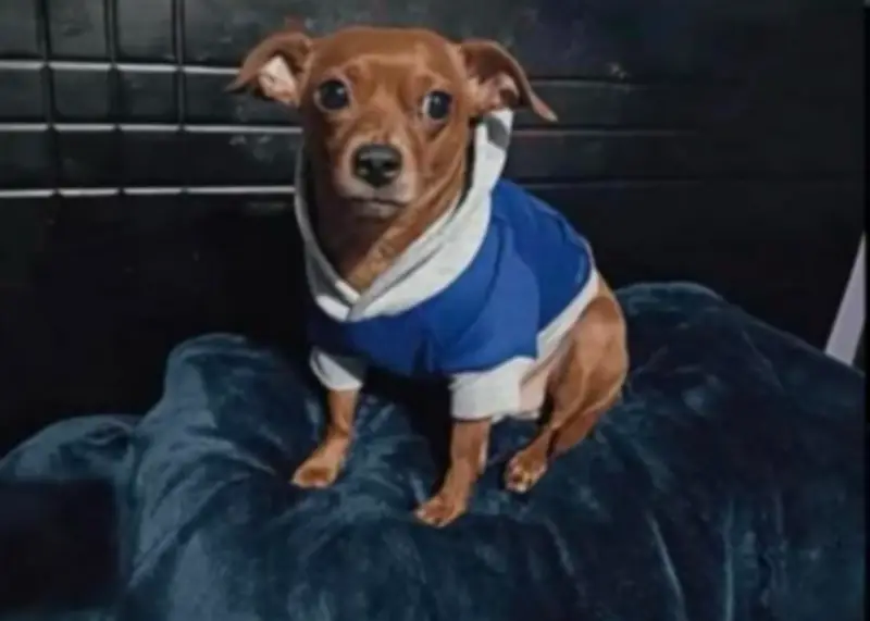 Perro Kalon desaparece en Bogotá: Urge búsqueda por enfermedad hepática