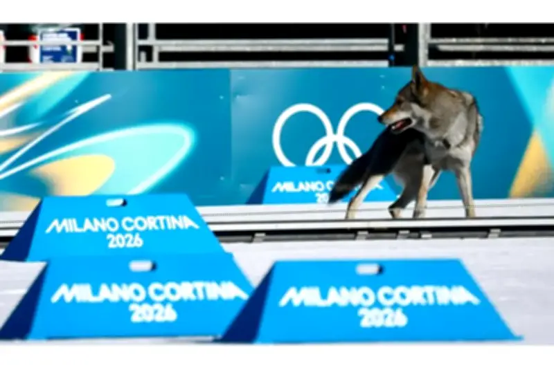 Perro lobo irrumpe en prueba olímpica de esquí de fondo y cruza la meta junto a atletas