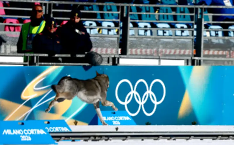 Perro lobo 'Nazgul' irrumpe en Juegos Olímpicos de Invierno y cruza meta en carrera de esquí
