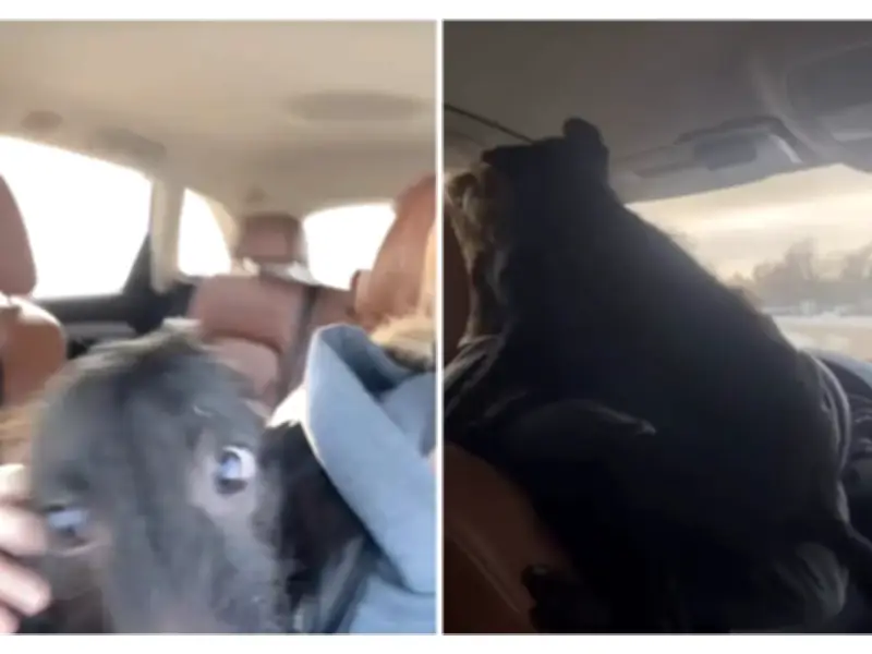 Perro rescatado en Canadá causa caos en auto y se vuelve viral en TikTok