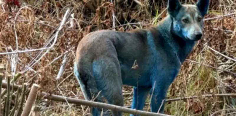Perros de Chernobyl muestran adaptación genética acelerada tras décadas de radiación