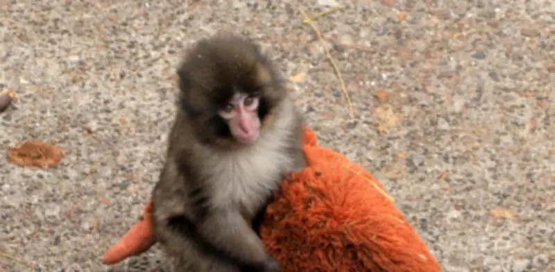 PETA exige traslado de macaco viral Punch a santuario por trauma en zoológico japonés