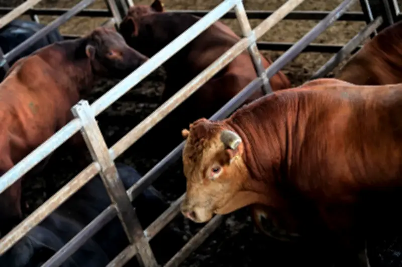 Petro plantea limitar exportaciones de carne bovina por emergencia invernal