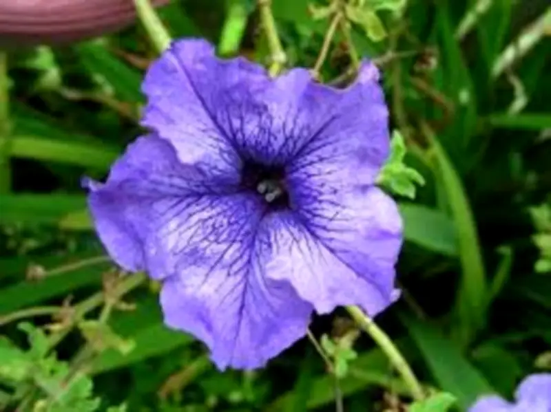 Petunias: La Flor Versátil que Embellece Hogares y Complementa Huertas