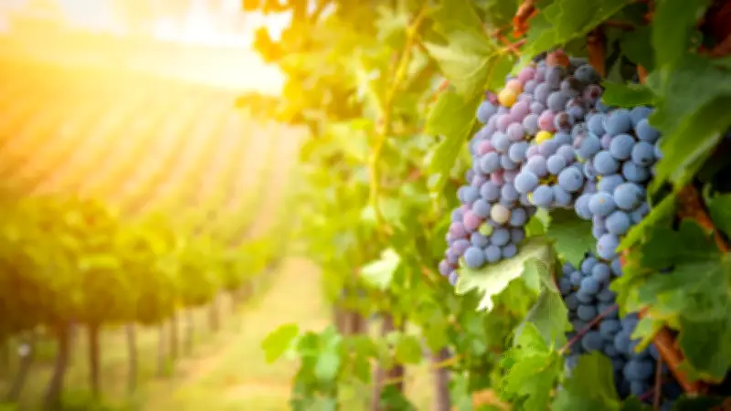 Plaga invasora amenaza cultivos clave en Estados Unidos: mosca linterna manchada se expande