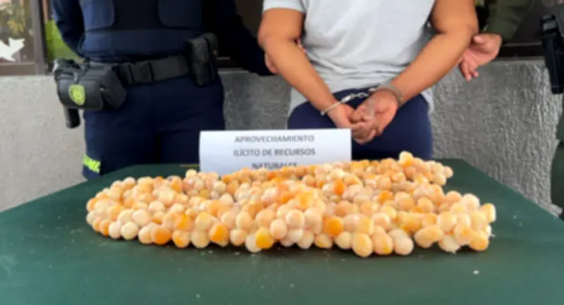 Policía captura a dos mujeres por comercializar 629 huevos de iguana en Cartagena