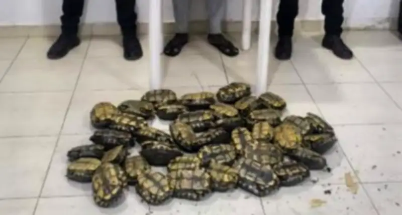 Policía de Bolívar captura a hombre que transportaba 36 icoteas hacia restaurante