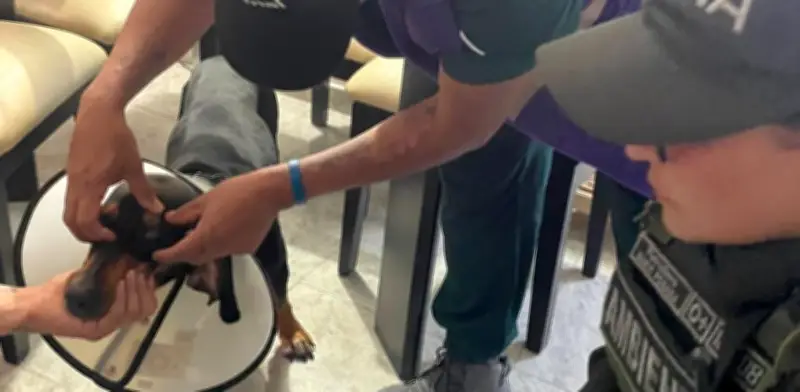 Policía de Cali verifica denuncia de perro arrastrado desde vehículo en movimiento