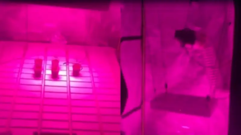 Policía desmantela cultivo hidropónico de marihuana exótica en casa de Bogotá