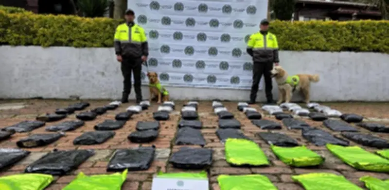 Policía incauta 67 kilos de marihuana enviados por encomienda desde Buenaventura a Bogotá