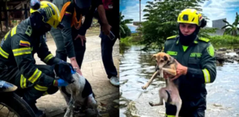 Policías y soldados rescatan a cientos de animales durante graves inundaciones en Córdoba