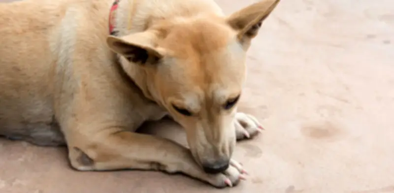 ¿Por qué los perros se lamen las patas compulsivamente? Veterinaria explica causas