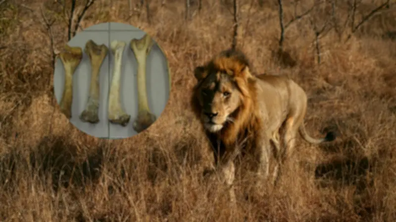 Primera condena mundial por caza furtiva de león usando análisis forense de ADN en Zimbabue