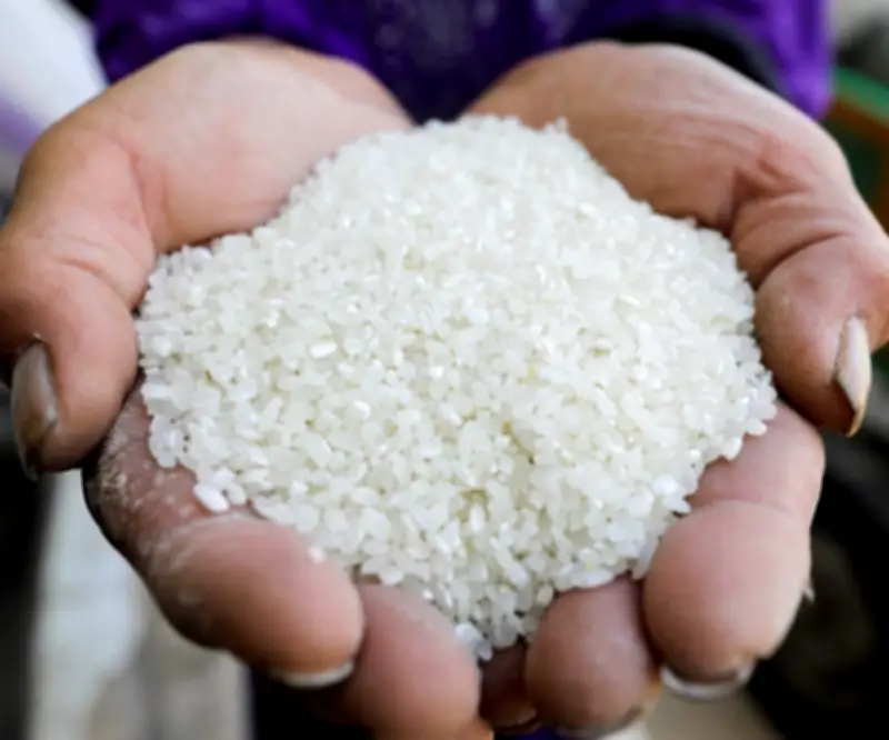 Productores panameños de arroz solicitan suspender importaciones por inventario suficiente