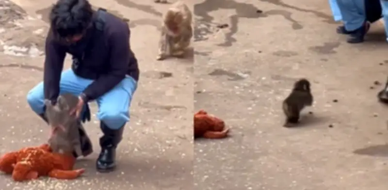 Punch, el macaco japonés que se niega a estar solo, conquista internet con su historia de rechazo y resiliencia