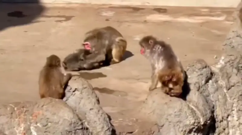 Punch, el macaco japonés rescatado, preocupa tras nueva pelea en su manada en zoológico de Ichikawa