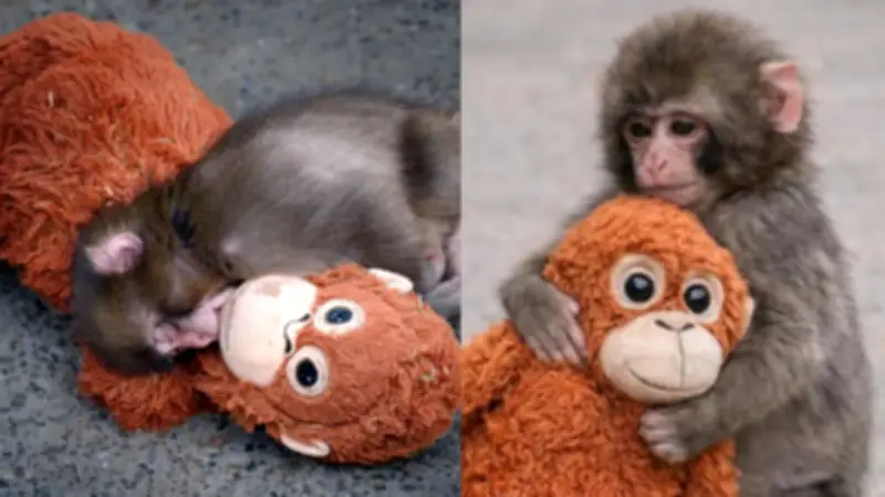 Punch, el mono bebé japonés que encontró consuelo en un peluche tras ser abandonado