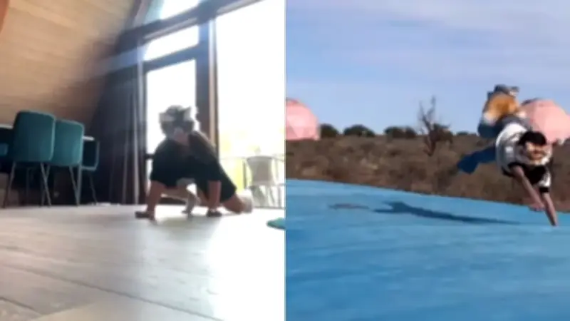 ¿Qué son los 'Therian'? La identidad animal que se volvió viral en redes sociales