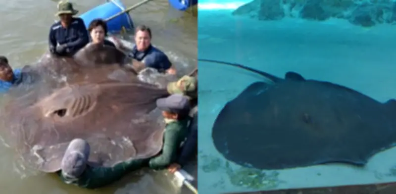 Raya gigante de agua dulce bate récord mundial en el río Mekong con 300 kilos