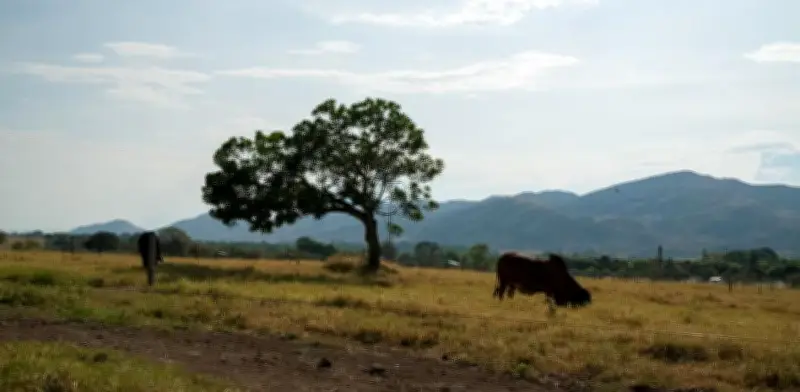 Reforma agraria de Petro solo ha comprado el 19% de tierras meta: ¿qué frena el proceso?
